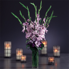 Graceful Gladiolus