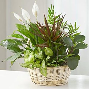 European Fresh Dish Garden